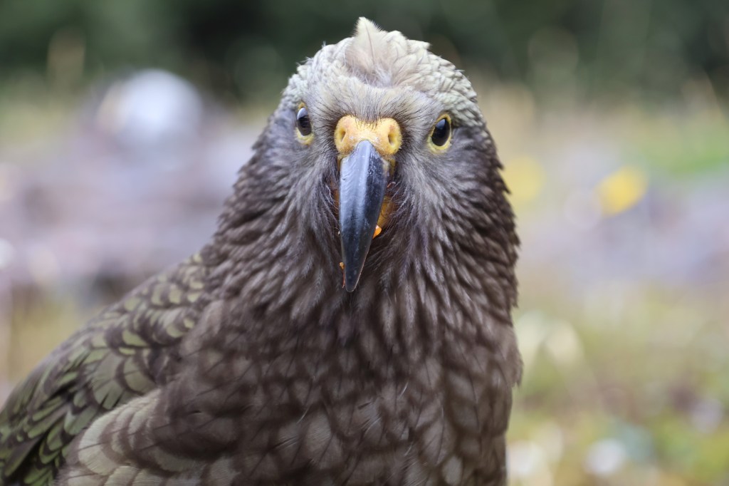 Kea Galore